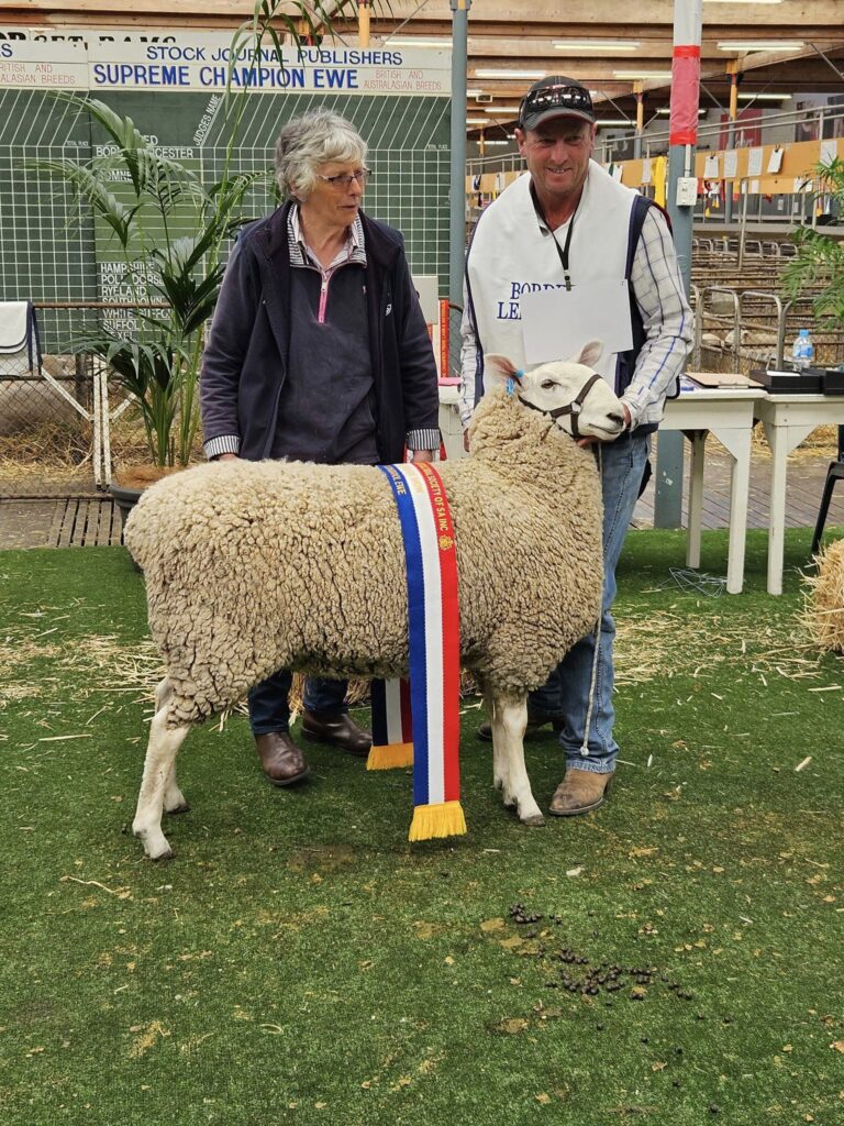 Champion Longwool Ewe