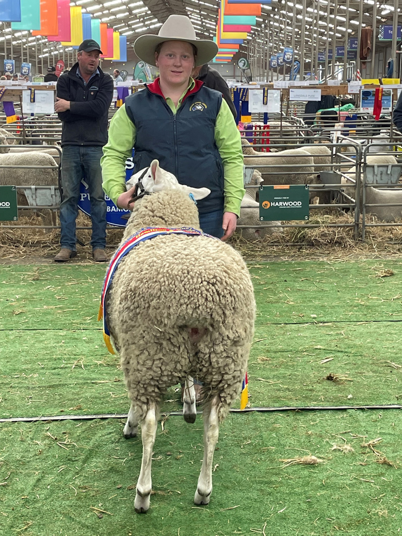 Supreme-Longwool-Ewe